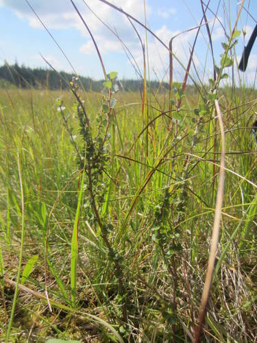 Newfoundland dwarf birch