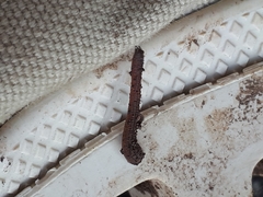 Haemadipsa zeylanica japonica