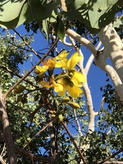 Cochlospermum gillivraei