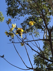 Cochlospermum gillivraei