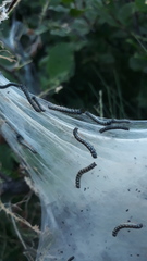 Eriogaster arbusculae