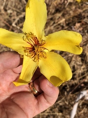 Cochlospermum gillivraei