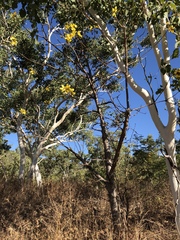 Cochlospermum gillivraei