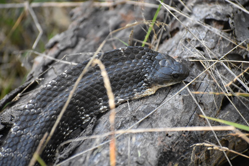 Tiger Snake sighting