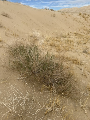 Penstemon thurberi, photograph 4