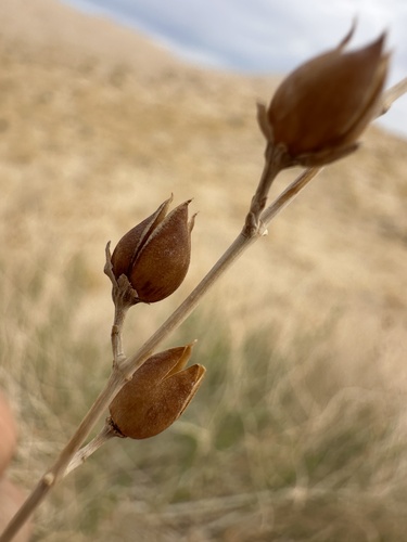 Penstemon thurberi, photograph 2