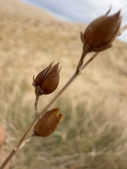 Penstemon thurberi, photograph (c) Matt Berger, some rights reserved (CC BY)