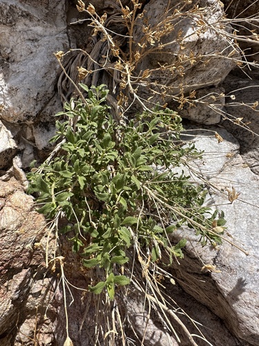Image of Salvia mohavensis by (c) Matt Berger, some rights reserved (CC BY)