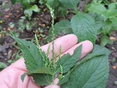 Verbena urticifolia