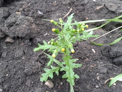 Senecio vulgaris