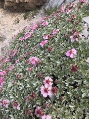 Potentilla nitida