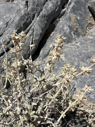 Image of Buddleja utahensis by (c) Matt Berger, some rights reserved (CC BY)