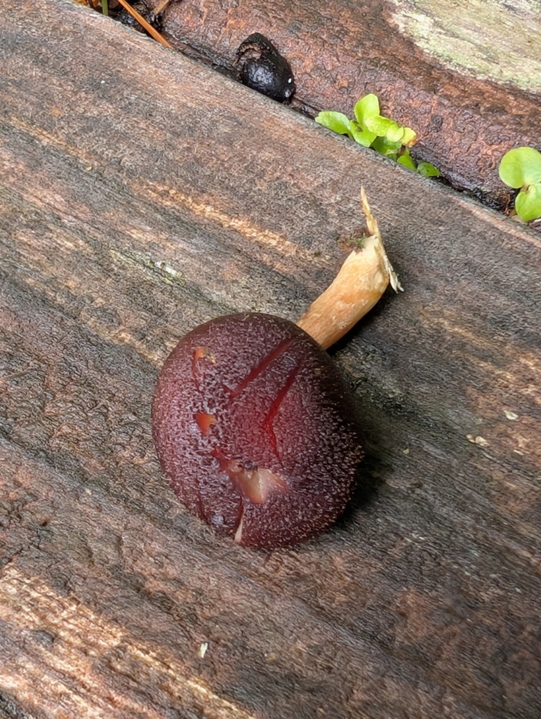 Gymnopilus purpuratus · April 2025 · photo: © anna_l1 (iNaturalist, cc-by)