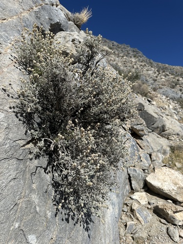 Image of Buddleja utahensis by (c) Matt Berger, some rights reserved (CC BY)