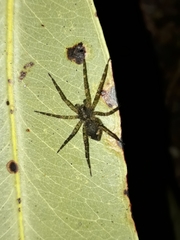 Ornodolomedes