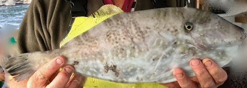 Batfish (Aluterus monoceros) — Monacanthidae — 3
