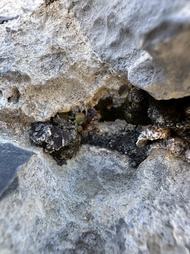 Image of Argyrochosma jonesii by (c) Matt Berger, some rights reserved (CC BY)