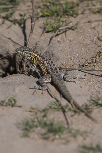 Side-blotched Lizard, Uta stansburiana