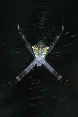 Argiope modesta