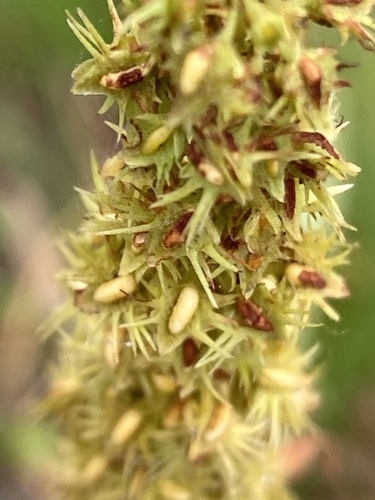 Rumex trisetifer iNat (3)