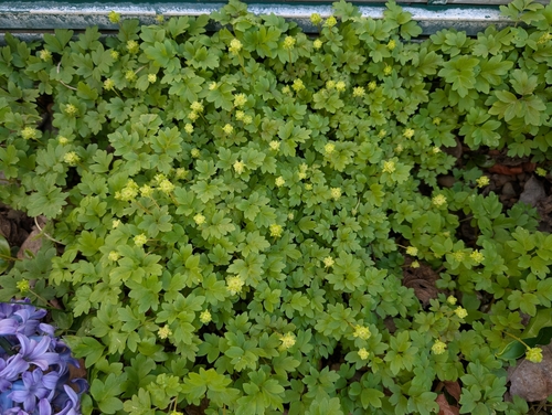 Adoxa moschatellina iNat (2)