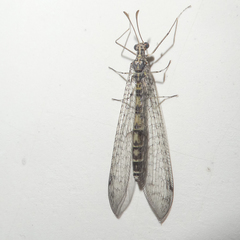 Gymnocnemia variegata