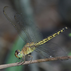 Diplacodes trivialis