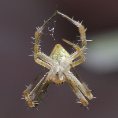Argiope appensa