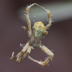 Argiope appensa