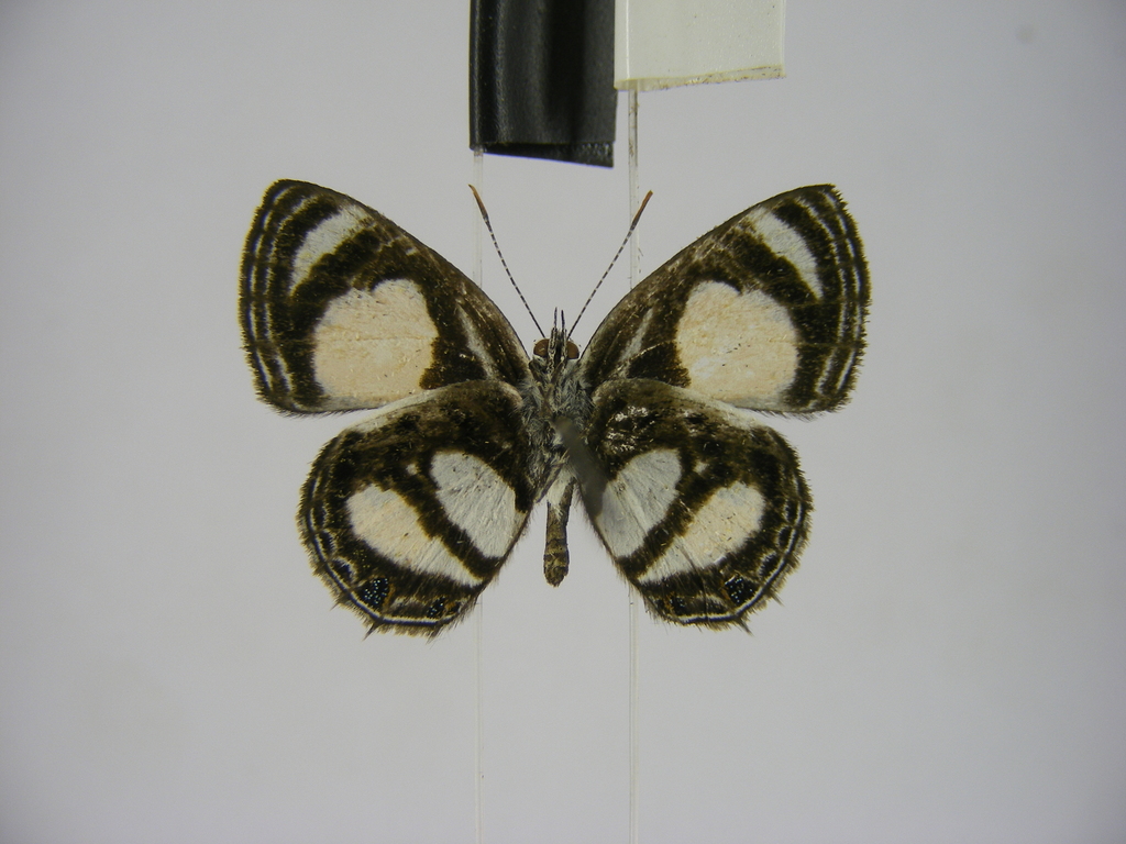 Neurellipes zenkeri