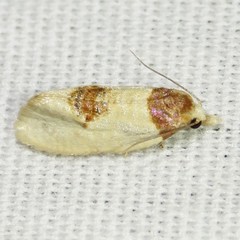Henricus cognata