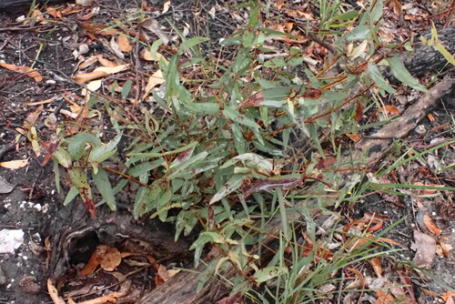 Image of Eucalyptus radiata by (c) ttsquid, some rights reserved (CC BY)