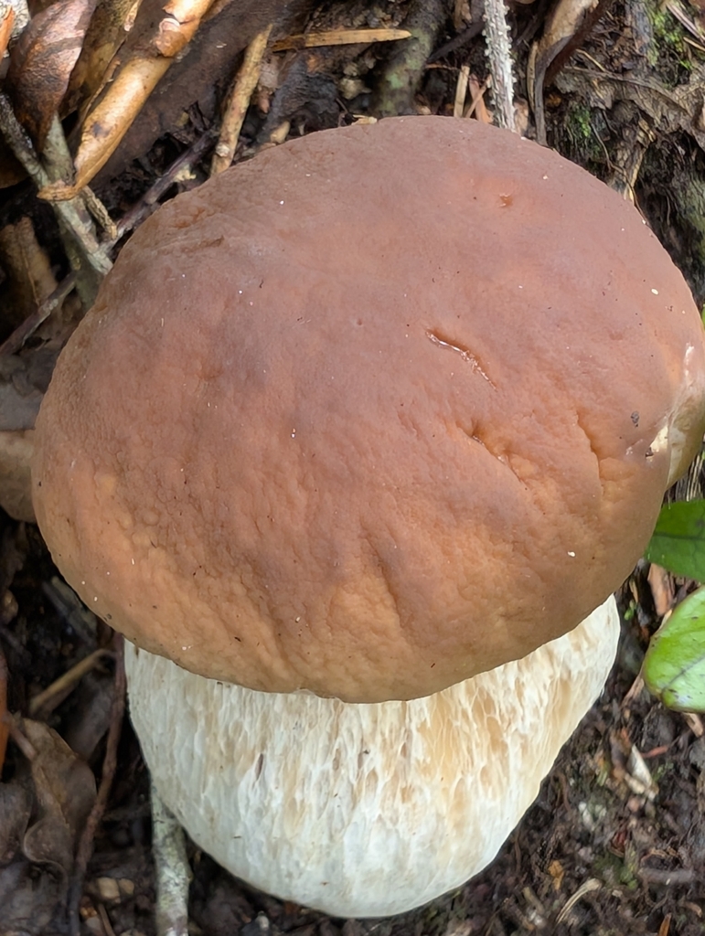 Boletus edulis · April 2025 · photo: © anna_l1 (iNaturalist, cc-by)