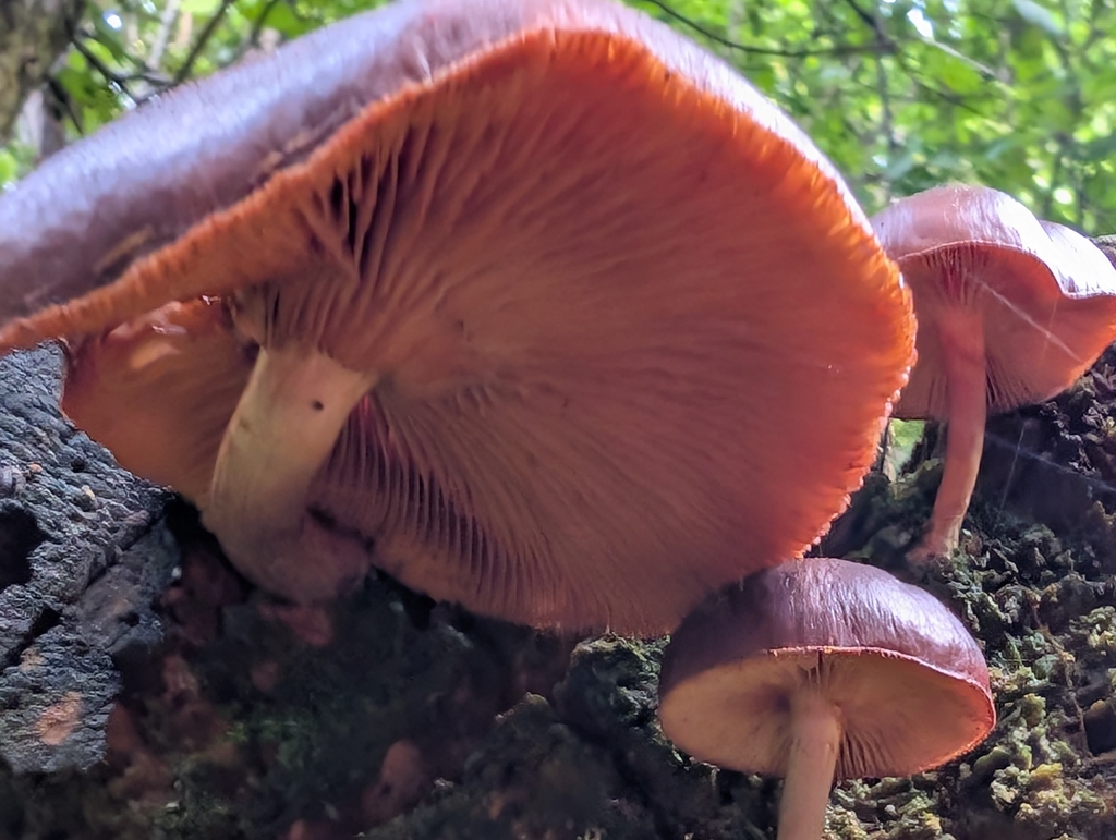 Gymnopilus purpuratus · April 2025 · photo: © anna_l1 (iNaturalist, cc-by)