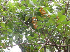 Celastrus paniculatus