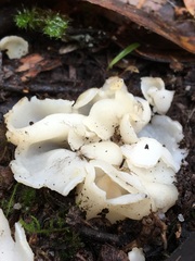 Hydnoplicata convoluta