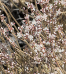 Eriogonum kennedyi