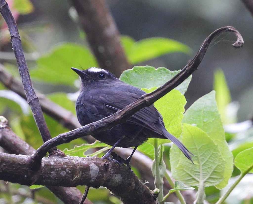 Blackish Chat-Tyrant photo