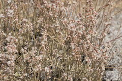 Eriogonum kennedyi
