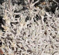 Eriogonum kennedyi