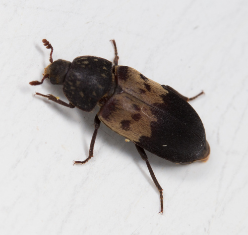 חיפושית המזווה (Larder Beetle)