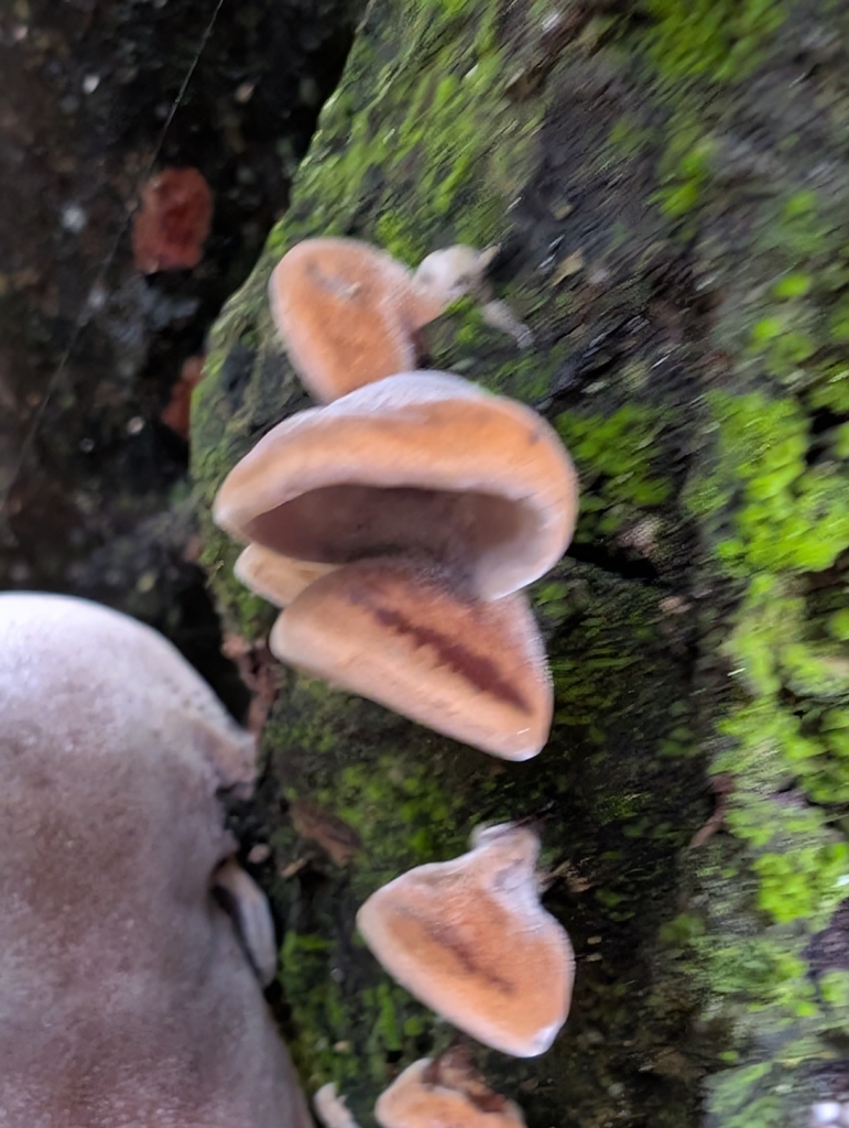 Auricularia cornea · April 2025 · photo: © anna_l1 (iNaturalist, cc-by)