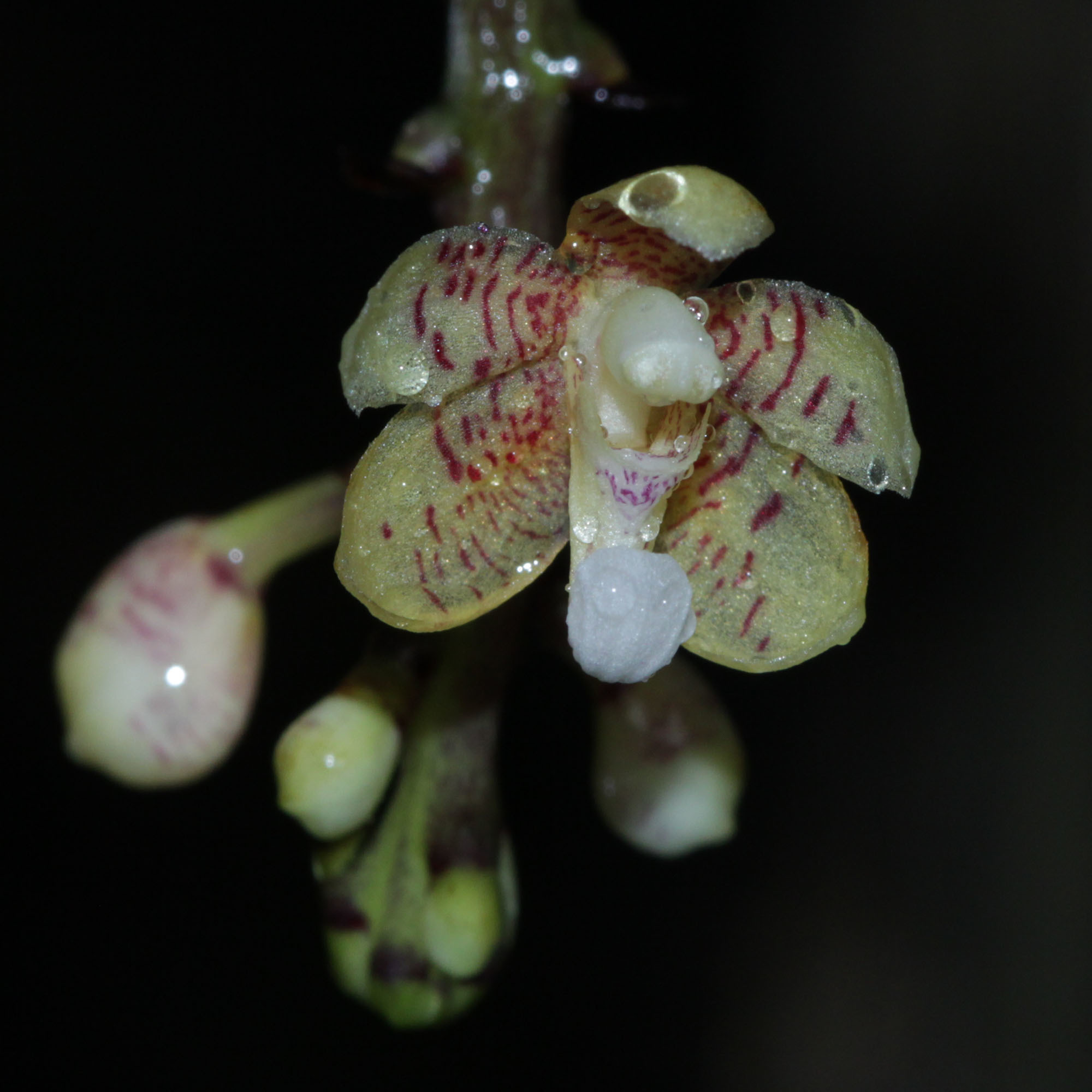 Brachypeza