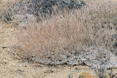 Eriogonum kennedyi
