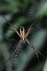 Argiope catenulata