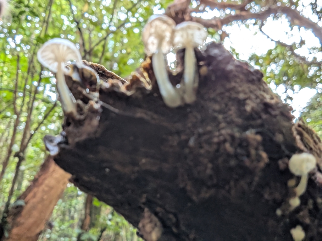 Roridomyces austrororidus · April 2025 · photo: © anna_l1 (iNaturalist, cc-by)