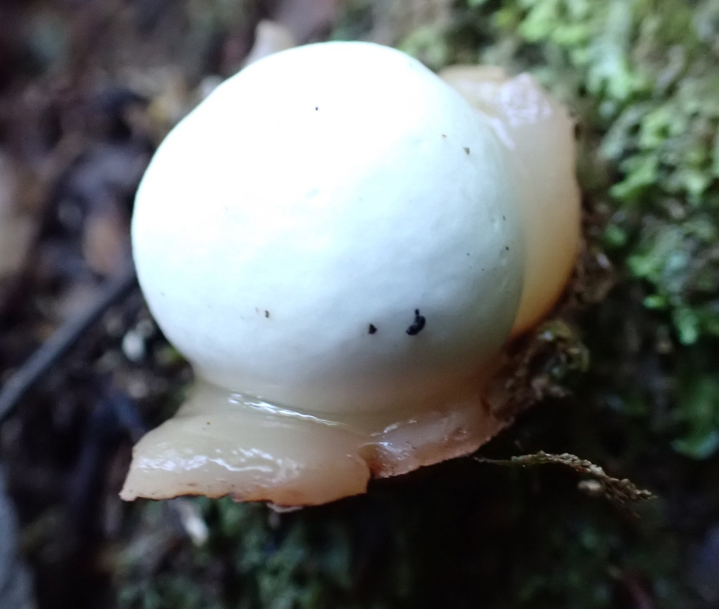 Claustula fischeri · April 2025 · photo: © claire_grace83 (iNaturalist, cc-by)