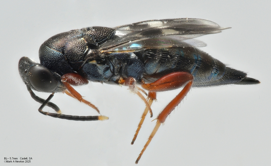 Proshizonotus
