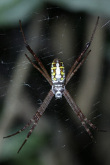 Argiope catenulata