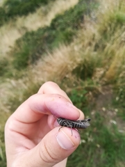 Omocestus haemorrhoidalis